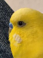 Lief grasparkietje zoekt een warm en liefdevol thuis, Dieren en Toebehoren, Mannelijk, Parkiet
