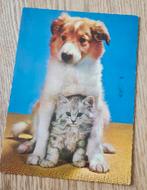 Schotse collie met fluffy kitten, Verzenden, Gelopen, Hond of Kat