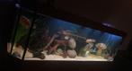 Aquarium 600L  met filterpomp etc, Dieren en Toebehoren, Ophalen, Zo goed als nieuw, Leeg aquarium