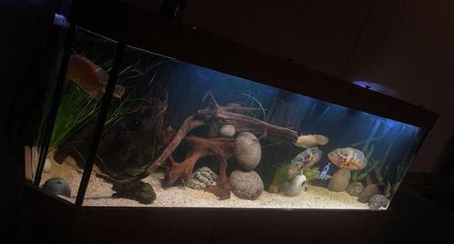 Aquarium 600L  met filterpomp etc, Dieren en Toebehoren, Vissen | Aquaria en Toebehoren, Zo goed als nieuw, Leeg aquarium, Ophalen