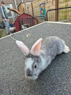 Duitse reus konijntjes, Meerdere dieren, Groot, 0 tot 2 jaar