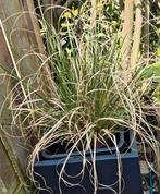 Grasplantje, Tuin en Terras, Planten | Tuinplanten, Ophalen, Zomer, Volle zon