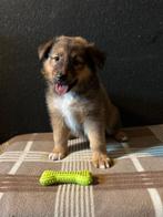 Duitse herder x Schotse collie Pup / Puppy, Rabiës (hondsdolheid), 8 tot 15 weken, Meerdere, Meerdere dieren