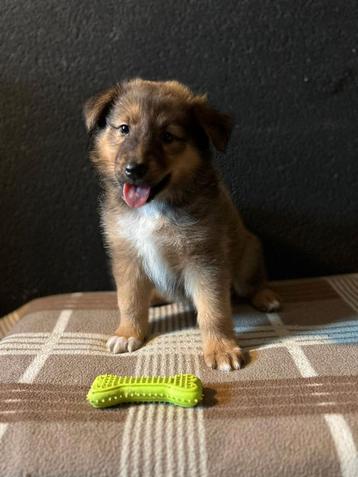 Duitse herder x Schotse collie Pup / Puppy beschikbaar voor biedingen