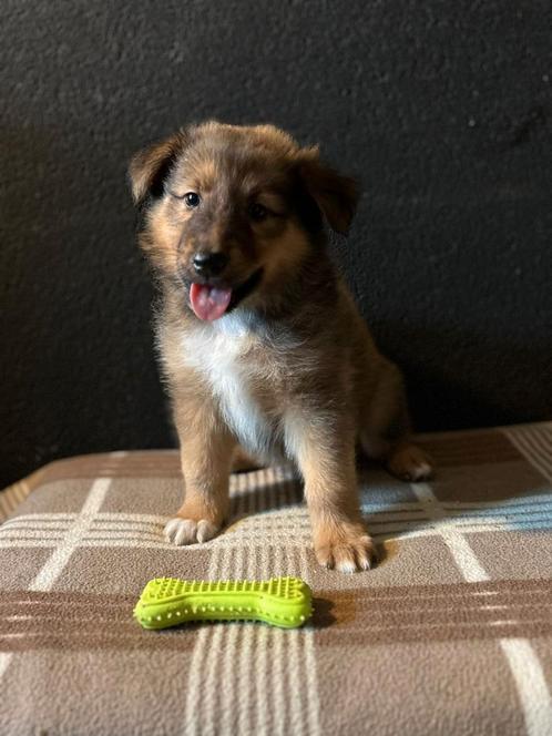 Duitse herder x Schotse collie Pup / Puppy, Dieren en Toebehoren, Honden | Herdershonden en Veedrijvers, Meerdere dieren, Herder