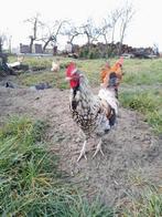 2 jonge hanen, Dieren en Toebehoren, Pluimvee, Mannelijk, Kip