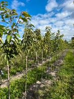 Kordia Kers - Zelfbestuivend, Ophalen, Lente, Volle zon, Kersenboom