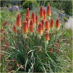 Kniphofia 'Royal Standard' - Fakkellelie, vuurpijl in P9, Volle zon, Vaste plant, Zomer, Ophalen