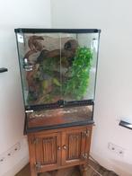 3 wimpergekkos met terrarium, Dieren en Toebehoren, Hagedis, Met terrarium, 0 tot 2 jaar