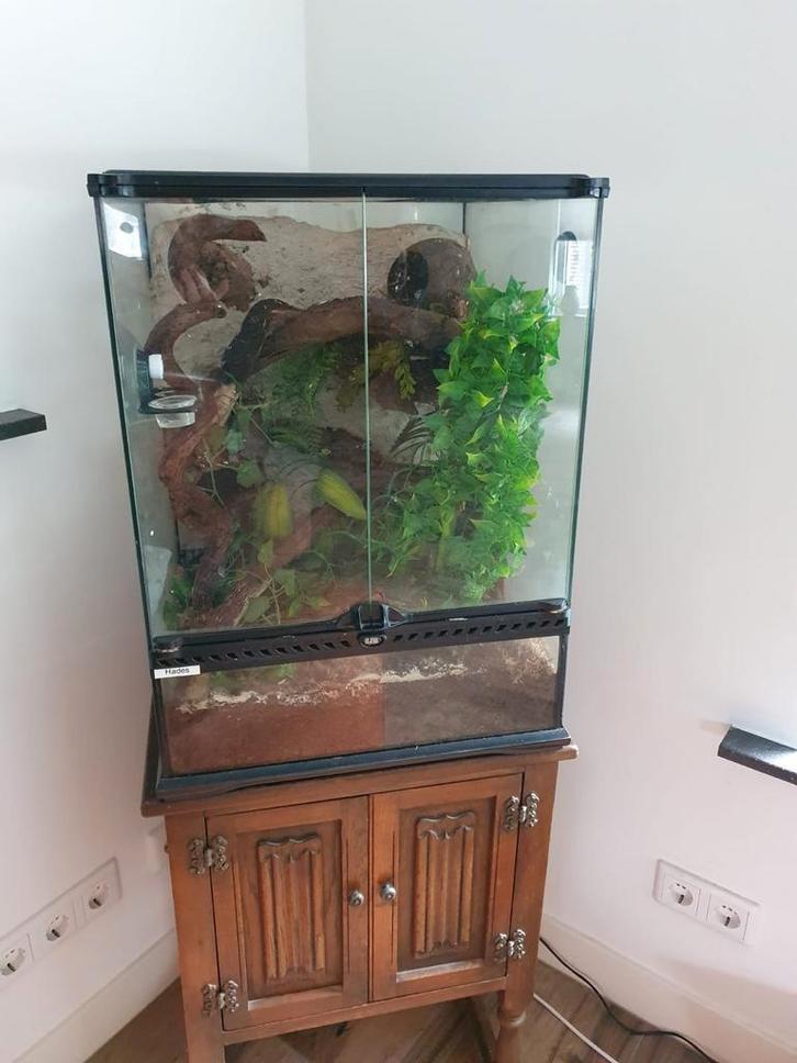 3 wimpergekkos met terrarium, Dieren en Toebehoren, Reptielen en Amfibieën, Hagedis, 0 tot 2 jaar, Met terrarium
