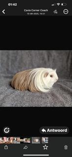 Baby cavias, Dieren en Toebehoren, Oktober, Geslacht onbekend, Cavia