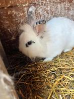 Konijn, Dieren en Toebehoren, Konijnen, Mannelijk, Middelgroot