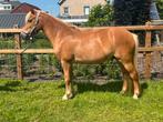 Brave 10 jarige bixie/kinderpony, Dieren en Toebehoren, Pony's, Gechipt, B, Ruin, Dressuurpony