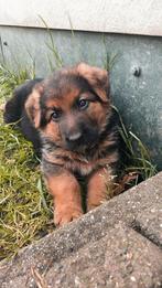Teefje Bernen Sennen x Duitse herder pup puppy, Dieren en Toebehoren, Honden | Niet-rashonden, Particulier, Teef, 8 tot 15 weken