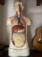Anatomisch model 90 cm Antiek Depex gips zeldzaam, Antiek en Kunst, Curiosa en Brocante, Ophalen