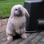 Lieve minilop x nhd hangoor konijn voedster ingeënt, Dieren en Toebehoren, Konijnen, Vrouwelijk, Dwerg, Hangoor, 0 tot 2 jaar