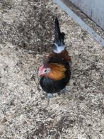 Drentse kriel haan, Dieren en Toebehoren, Pluimvee, Mannelijk, Kip