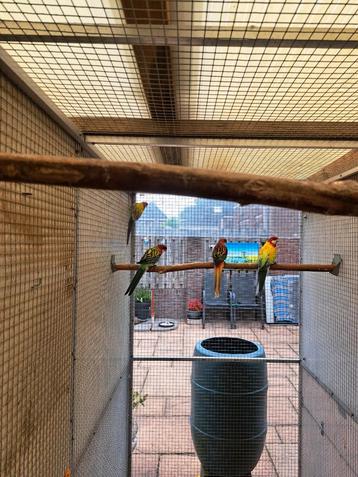 Rosella mutatie N.o.t.k  beschikbaar voor biedingen