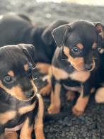 Dwergpinscher / dwerg pinscher pups, Dieren en Toebehoren, Rabiës (hondsdolheid), Overige rassen, 8 tot 15 weken, Meerdere