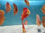 Red Melon Discus, Symphysodon Discus, Vis, Zoetwatervis