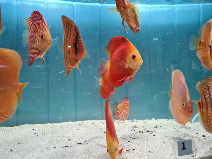 Red Melon Discus, Symphysodon Discus, Dieren en Toebehoren, Vissen | Aquariumvissen, Zoetwatervis, Vis