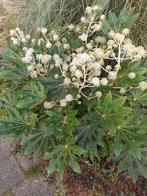 Grote Fatsia Japonica Vingerplant - Winterhard, Ophalen, Vaste plant, Overige soorten, Halfschaduw