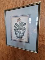 4 botanische printen, Ophalen of Verzenden