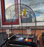 Koppels parkieten met kooi, Dieren en Toebehoren, Meerdere dieren, Parkiet