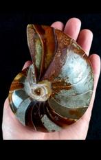 Nautilus fossiel 100 tot 145 miljoen jaar oud!, Verzamelen, Mineralen en Fossielen, Ophalen of Verzenden, Fossiel