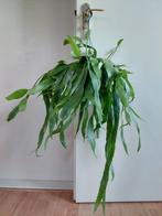 Epiphyllum Pumilum - Zaagcactus/Orchidee-cactus/Hangplant, Huis en Inrichting, Kamerplanten, Ophalen, Vetplant, Halfschaduw, Minder dan 100 cm