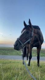 Ierse ruin  jack, Dieren en Toebehoren, Paarden, Gechipt, Ruin, Zadelmak, 7 tot 10 jaar