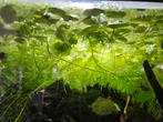 Aquariumplanten. 5 euro voor tientallen drijfplanten/stekjes, Dieren en Toebehoren, Ophalen of Verzenden, Nieuw, Plant(en), Steen of Hout