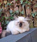 Ragdoll X Siamees kitten, Dieren en Toebehoren, Katten en Kittens | Raskatten | Langhaar, Kater, Gechipt