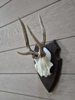 Ree Gewei op trofee plank jacht mancave overkapping d94, Verzamelen, Dierenverzamelingen, Ophalen of Verzenden, Gebruikt, Hert