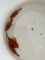 Ancistrus red shortbody, Dieren en Toebehoren, Vis, Zoetwatervis