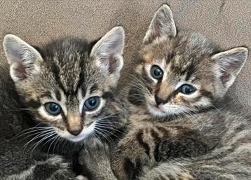 Schattige lieve kittens zoeken een huisje!  beschikbaar voor biedingen