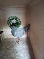Postduiven jongeduif, Dieren en Toebehoren, Vogels | Duiven, Meerdere dieren, Postduif