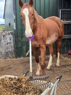 Veelbelovende 3-jarige merrie vos snowflake Appaloosa, Dieren en Toebehoren, Paarden, Dressuurpaard, 3 tot 6 jaar, Onbeleerd, Merrie