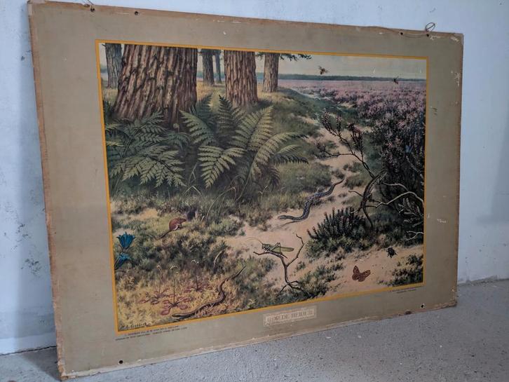 Oude Schoolplaat - Heide, Antiek en Kunst, Antiek | Schoolplaten, Natuur en Biologie, Ophalen