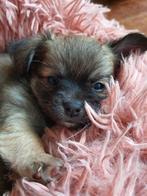 Prachtige chihuahua s pups, Dieren en Toebehoren, Honden | Chihuahua's en Gezelschapshonden, Meerdere, Meerdere dieren, Chihuahua