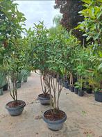 Glansmispel meerstammig, photinia red robin, Tuin en Terras, Ophalen, Lente, Volle zon, Overige soorten