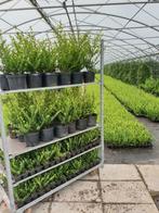 Ilex crenata Green Hedge AANBIEDING!, Tuin en Terras, Planten | Struiken en Hagen, Ophalen, Hulst, Haag, Minder dan 100 cm