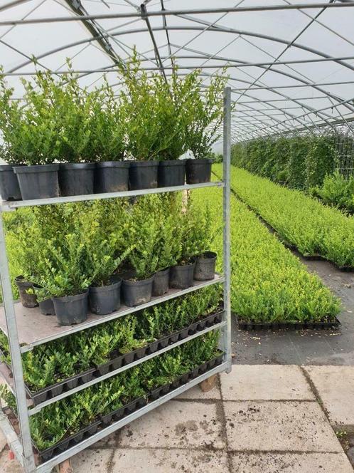 Ilex crenata Green Hedge AANBIEDING!, Tuin en Terras, Planten | Struiken en Hagen, Haag, Hulst, Minder dan 100 cm, Ophalen