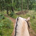 Bijrijder gezocht, Diensten en Vakmensen, Dieren | Paarden | Verzorging, Oppas en Les