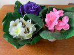 3 Zijde Kaapse Viooltjes Kleur: Blauw/Roze/Wit Nieuw, Huis en Inrichting, Kamerplanten, Ophalen of Verzenden, Overige soorten