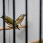 Gouldamadines 2025, Meerdere dieren, Geringd