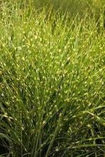 Zebragras/Siergras 20 cm pot, Ophalen, Volle zon, Vaste plant, Siergrassen