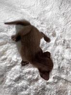 Oosterse Korthaar kittens 13 September - zuiver ras!, Dieren en Toebehoren, Meerdere dieren, Ontwormd, 0 tot 2 jaar
