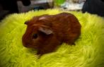 Jonge cavia’s (beertje nog beschikbaar), Dieren en Toebehoren, Knaagdieren, September, Mannelijk, Cavia