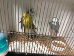 Engelse parkieten, Dieren en Toebehoren, Vogels | Parkieten en Papegaaien, Meerdere dieren, Parkiet